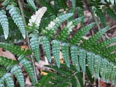 Dryopteris