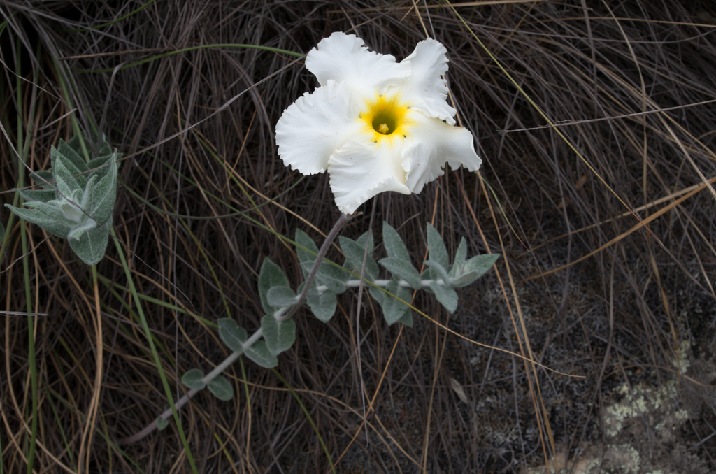 Dipladenia