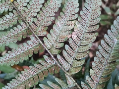 Dryopteris