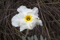 Mandevilla longiflora