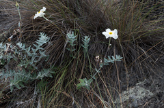 Mandevilla longiflora