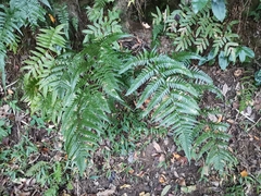 Dryopteris