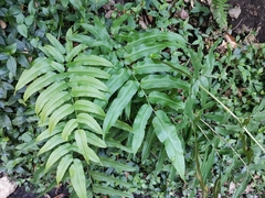 Coniogramme japonica