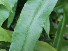 Coniogramme japonica