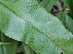 Coniogramme japonica