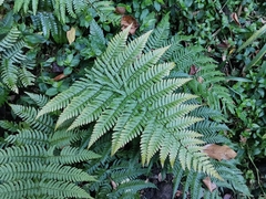 Dryopteris erythrosora