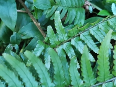 Dryopteris erythrosora
