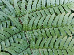Dryopteris erythrosora