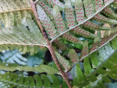Dryopteris erythrosora