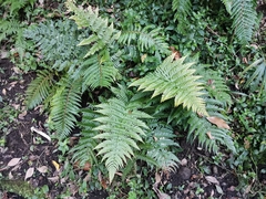 Dryopteris erythrosora