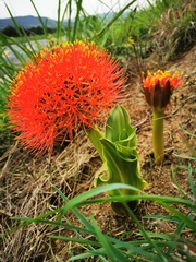 Scadoxus multiflorus multiflorus