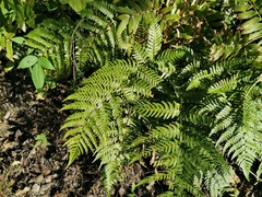Dryopteris erythrosora