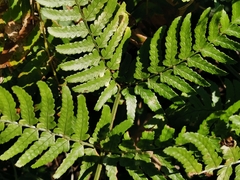 Dryopteris erythrosora