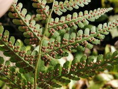 Dryopteris erythrosora