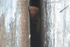 Ochropleura implecta