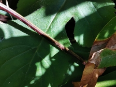 Dryopteris erythrosora