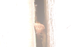 Ochropleura implecta