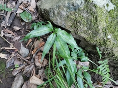 Coniogramme japonica