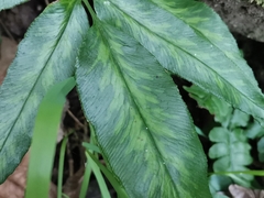 Coniogramme japonica