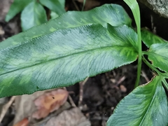 Coniogramme japonica