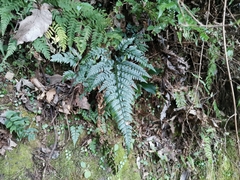 Arachniodes chinensis