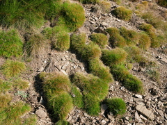 Festuca gautieri