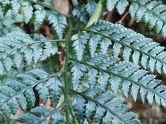 Arachniodes chinensis