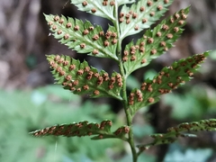 Arachniodes chinensis