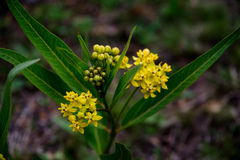Asclepias barjoniifolia