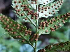 Arachniodes chinensis