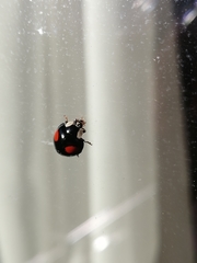 Harmonia axyridis