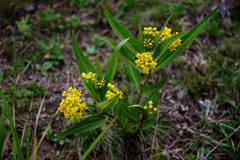 Asclepias barjoniifolia