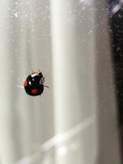 Harmonia axyridis