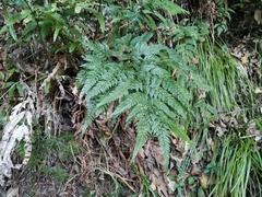 Arachniodes sporadosora