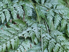 Arachniodes sporadosora