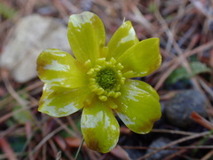 Ranunculus monroi
