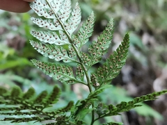 Arachniodes sporadosora