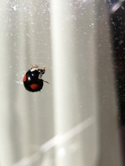 Harmonia axyridis