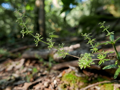 Galium maritimum