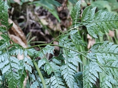 Arachniodes sporadosora