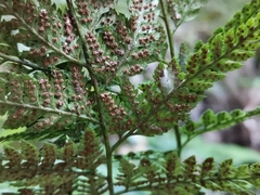 Arachniodes sporadosora