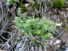 Galium maritimum