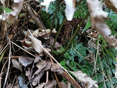 Arachniodes sporadosora