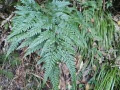 Arachniodes sporadosora