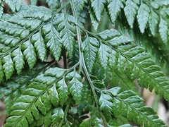 Arachniodes sporadosora