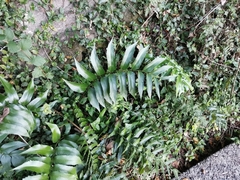 Cyrtomium devexiscapulae