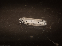 Ethmia heptasema