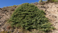 Juniperus communis communis