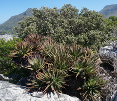 Aloe succotrina
