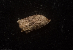 Meritastis ursina